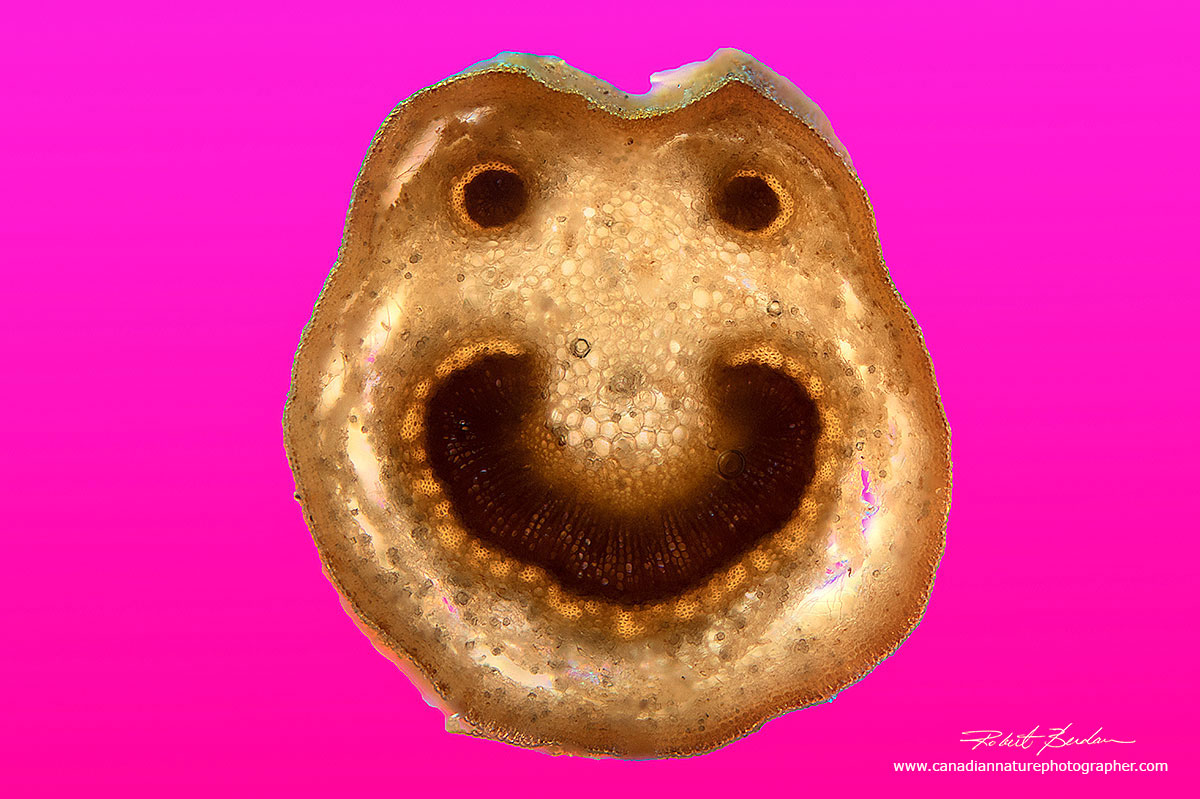 Petiole - leaf stem cross section of Mountain ash DIC microscopy Robert Berdan ©