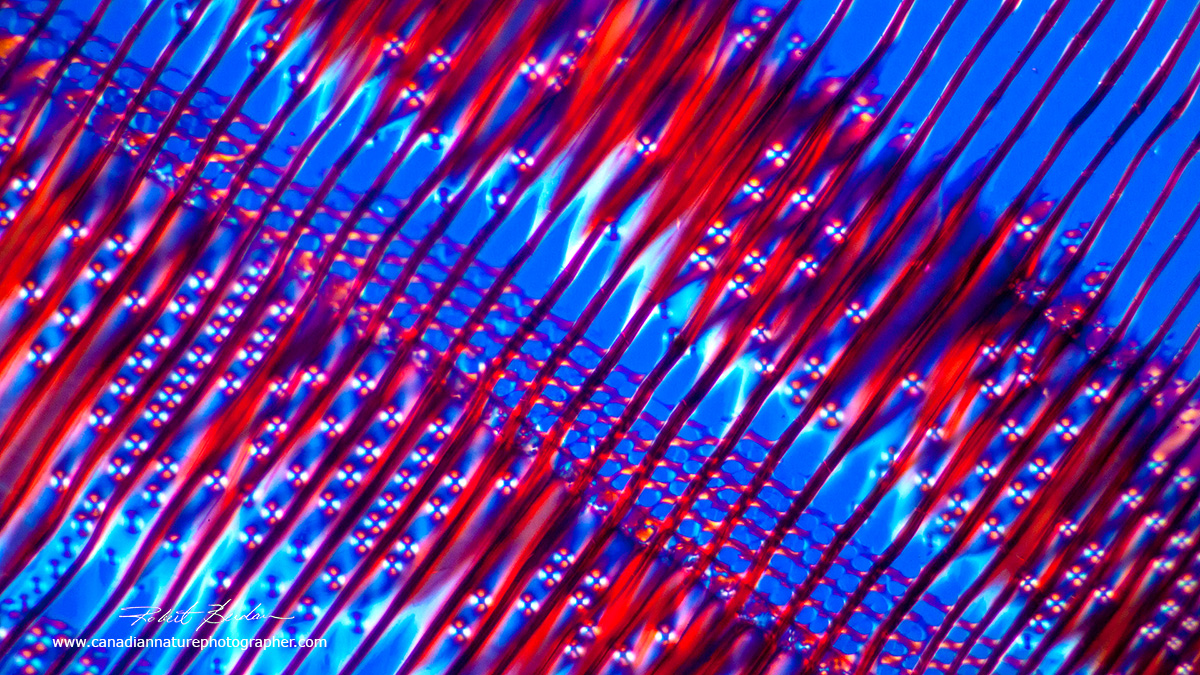 Pine wood radial section showing longitudinal cells (tracheids) and a ray by Dr. Robert Berdan ©