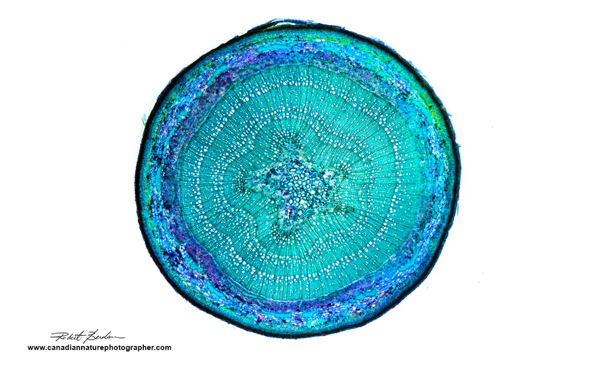 Fresh unfixed Popular tree branch sectioned with the table top microtome above and stained with Toluidine blue. 40X Robert Berdan ©