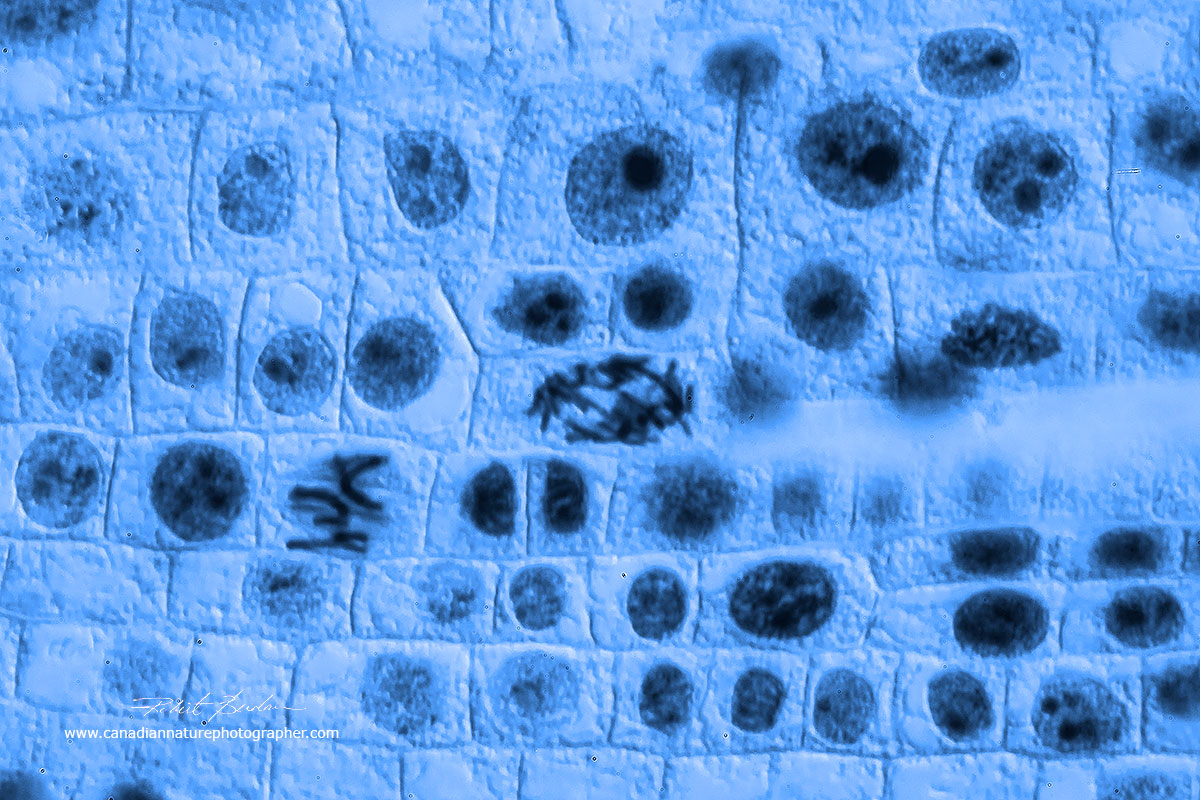 Onion root tipe showing cells in mitosis by Dr. Robert Berdan ©