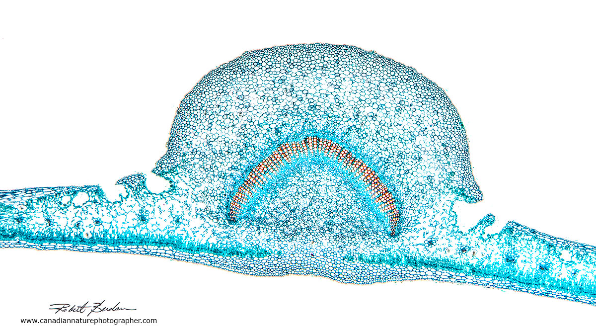 Cross section of a leaf Robert Berdan ©