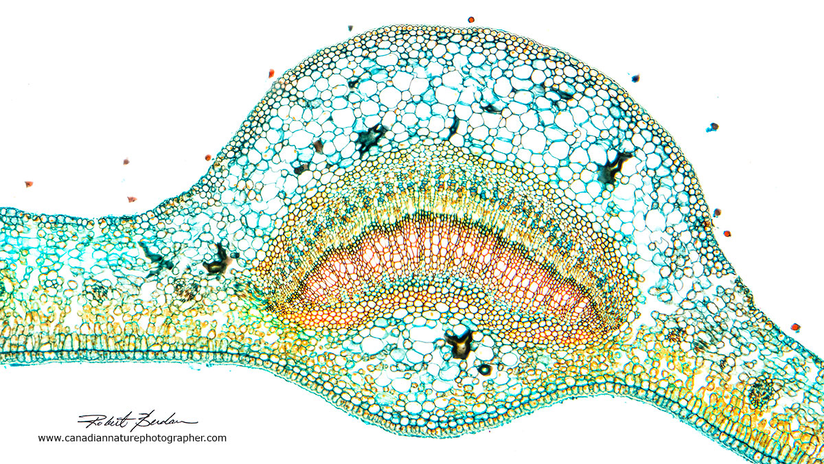 Cross section of a leaf (200X) by Dr. Robert Berdan ©