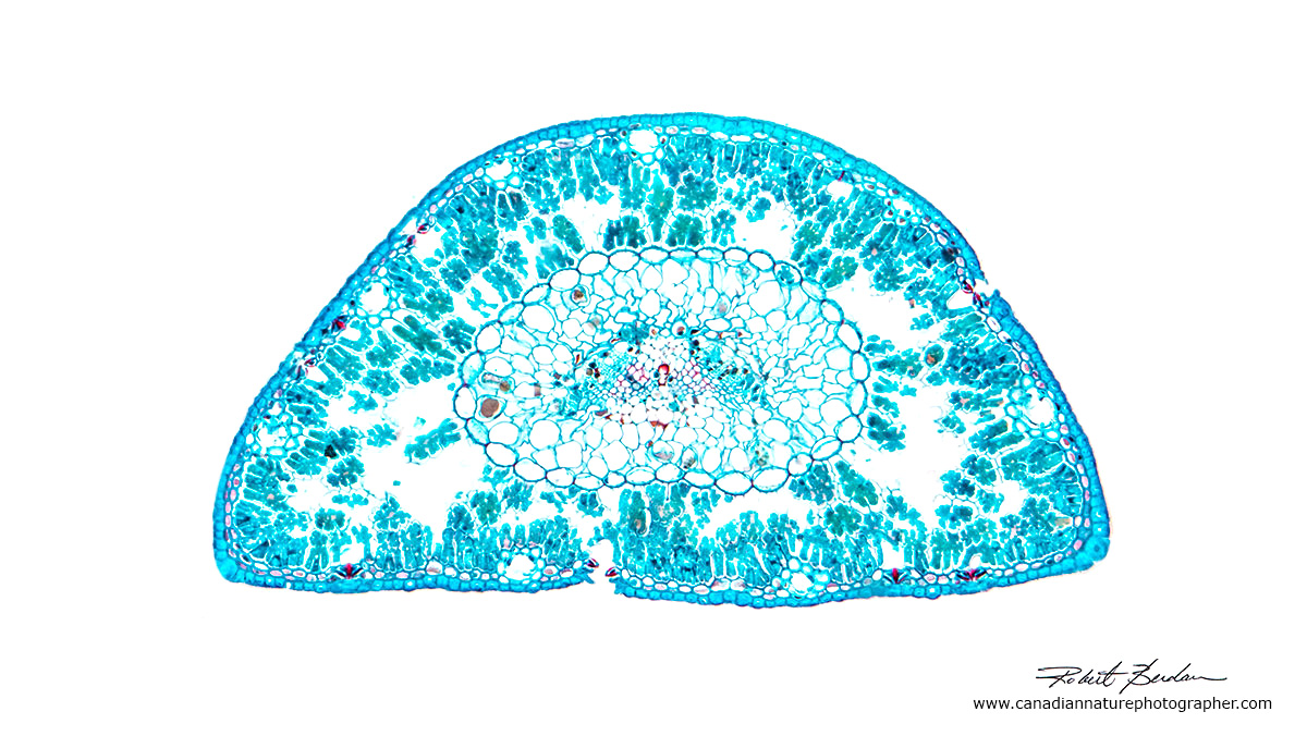 The Microscopic Beauty of Plants and Trees by Robert Berdan The