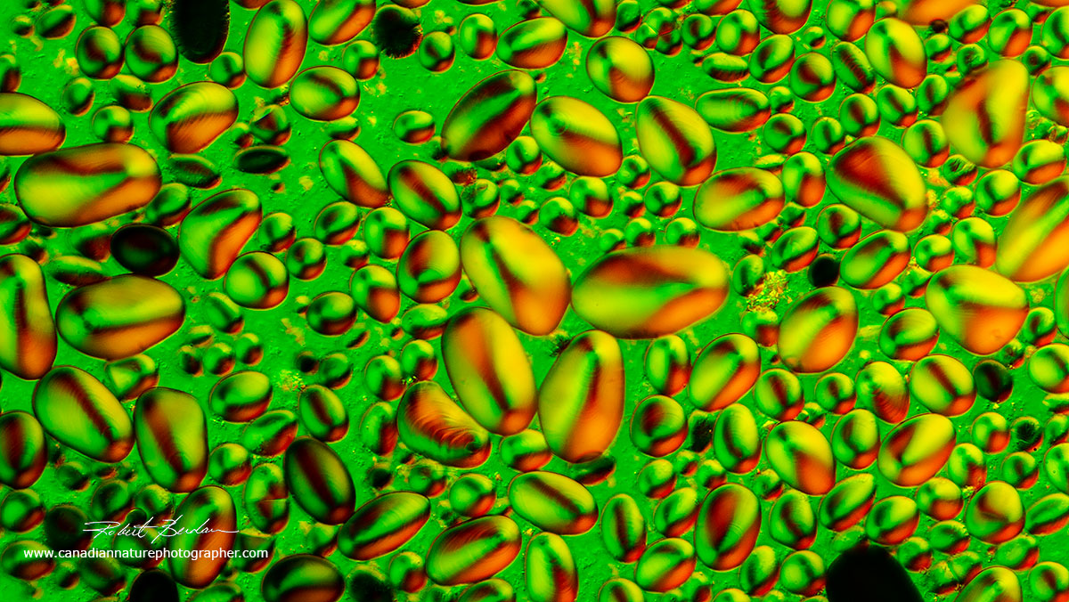 otato Starch grains in Polarized light and Rheinberg lighting by Dr. Robert Berdan ©