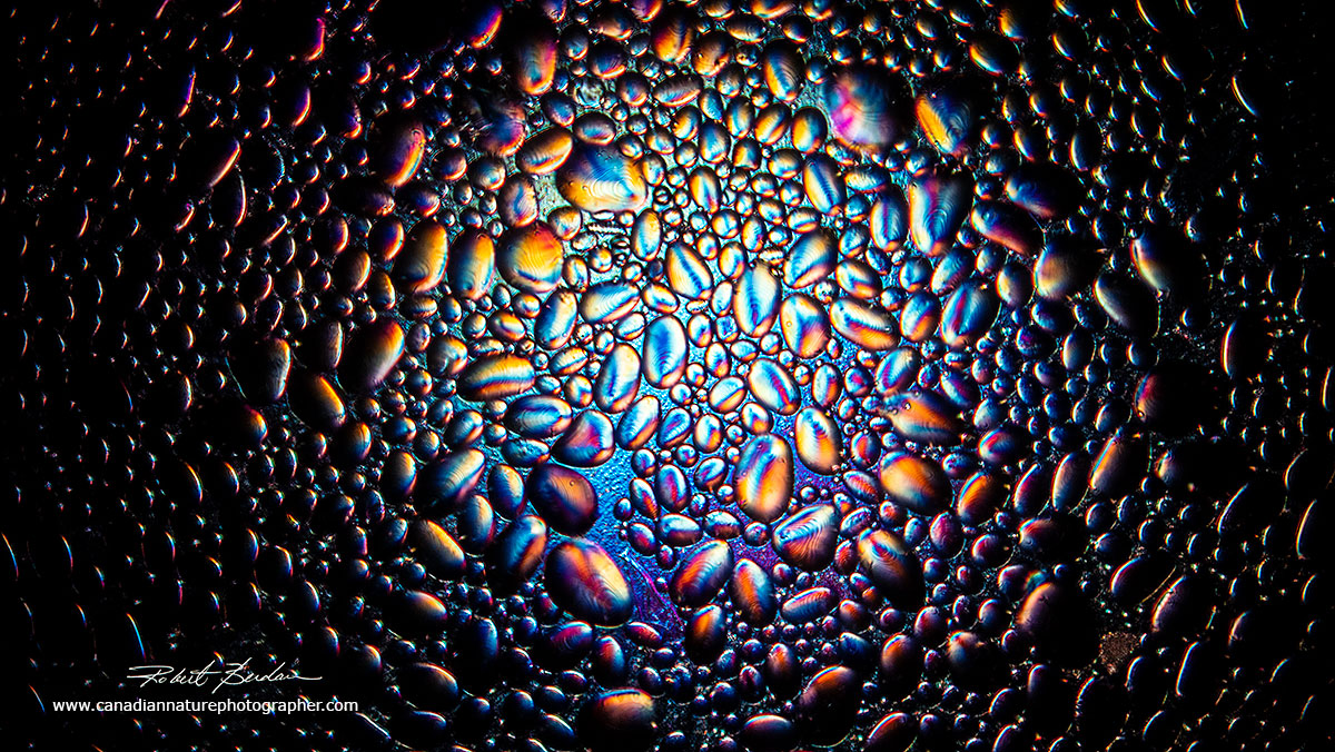 Potato starch grains by Dark-field microscopy by Robert Berdan ©