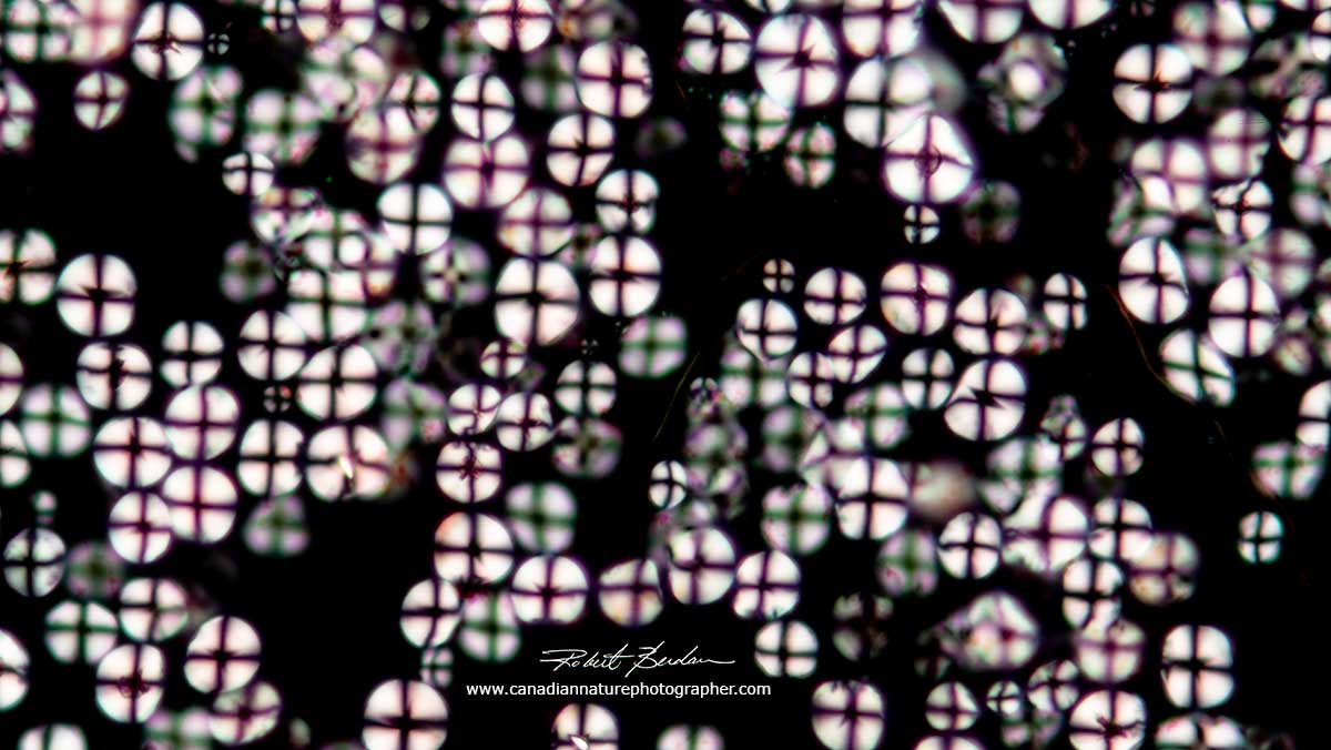 Above corn starch granules viewed in polarized light Robert Berdan ©