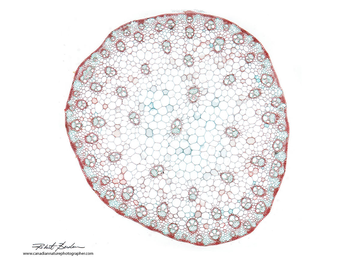 Zea mays (maize) or Corn stem section Robert Berdan ©