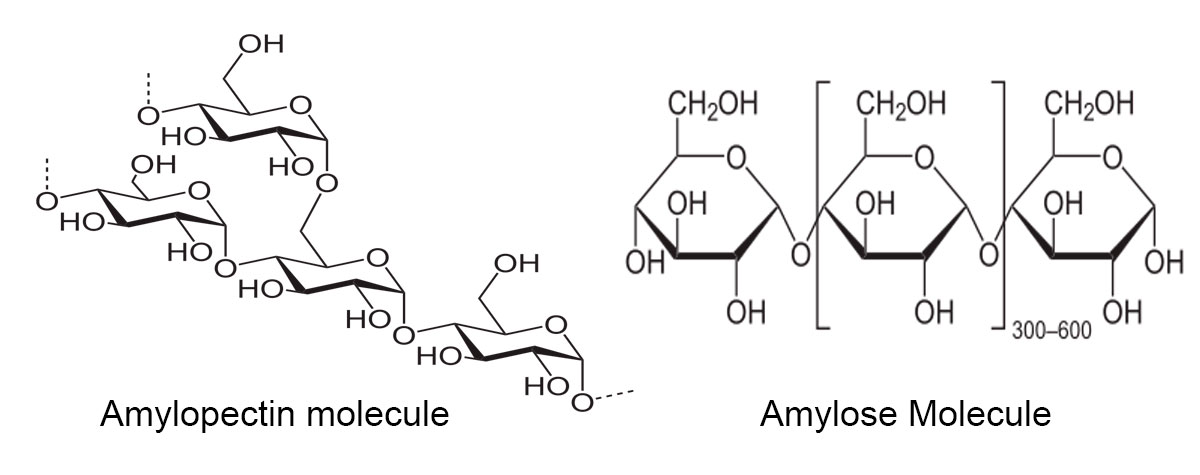 starch molecules