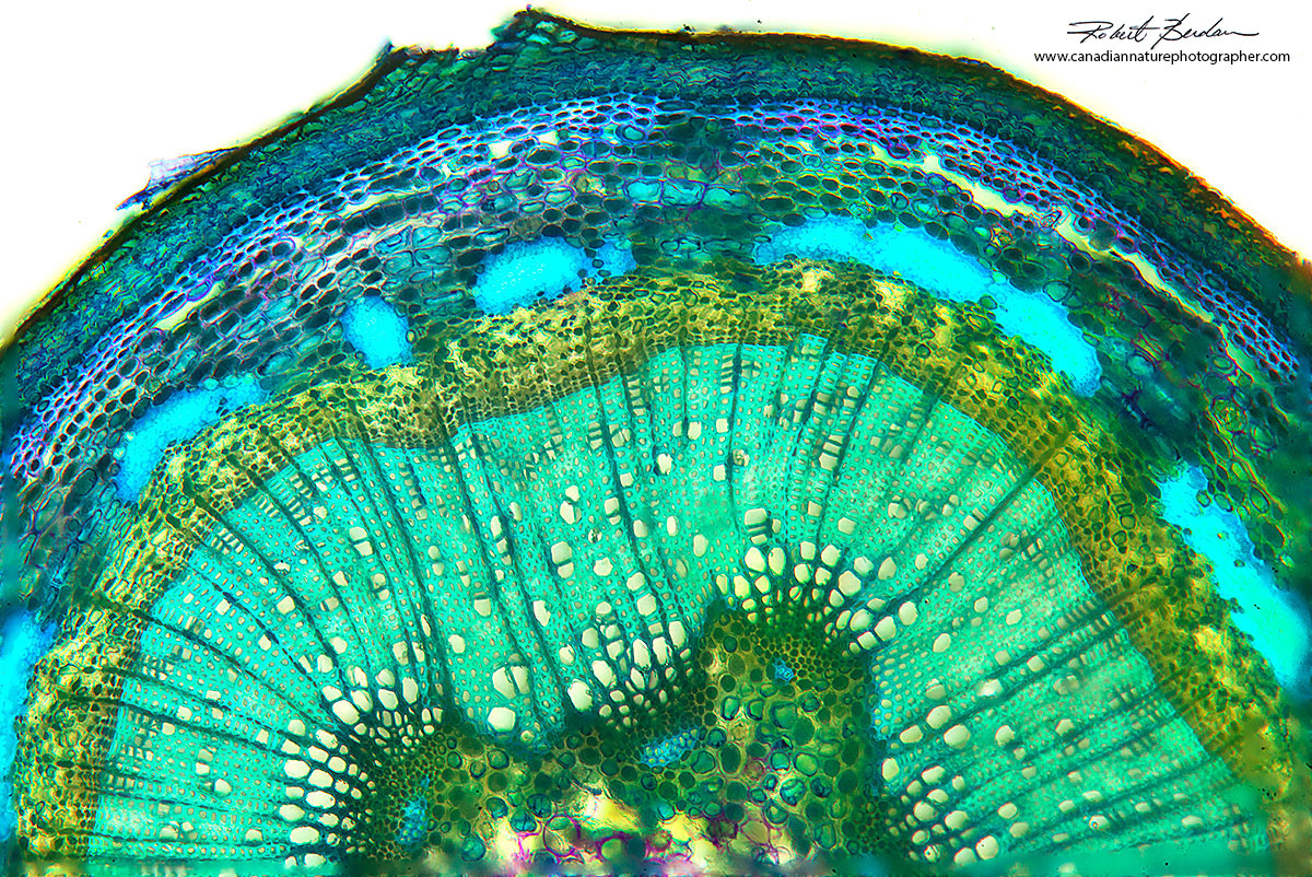 popular stem 100X by Dr. Robert Berdan ©