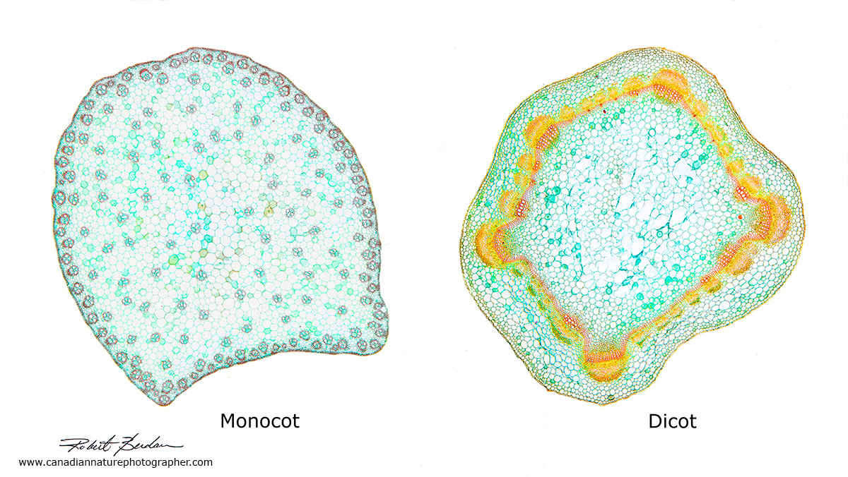 section through a Monocot and and Dicot (Eudicot) brightfield microscopy Dr. Robert Berdan ©