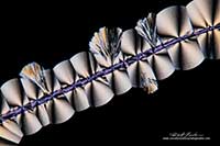 Vitamin C crystals growing on a hair by polarized light microscopy by Robert Berdan ©