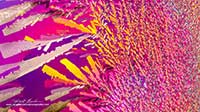 Vitamin C crystals panorama by polarized light microscopy by Robert Berdan ©