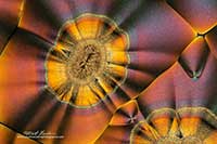 Vitamin C crystals by polarized light microscopy by Robert Berdan ©