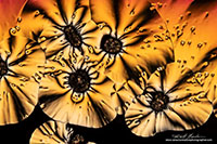 Vitamin C crystals by polarized light microscopy by Robert Berdan ©