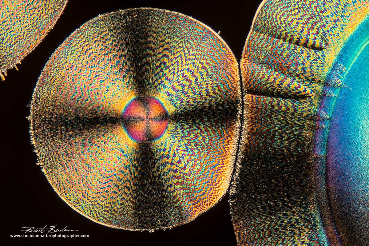 Polarized Light Microscopy Gallery The Canadian Nature Photographer