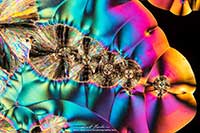 Vitamin C crystals by polarized light microscopy by Robert Berdan ©