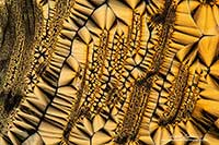 Vitamin C crystals by polarized light microscopy by Robert Berdan ©