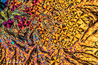 Vitamin C crystals by polarized light microscopy by Robert Berdan ©
