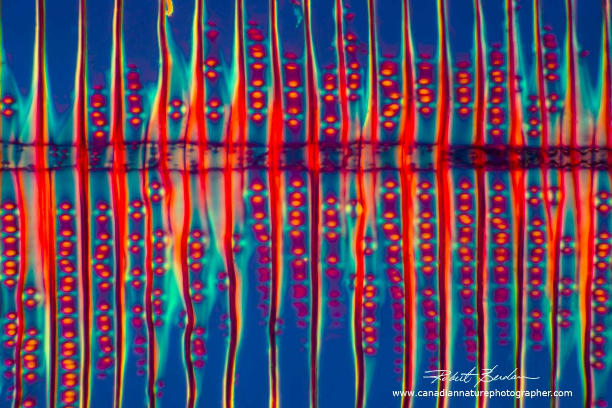 Cross section of wood - White Pine - abstract by Polarized light microscopy - Abstract  by Robert Berdan ©