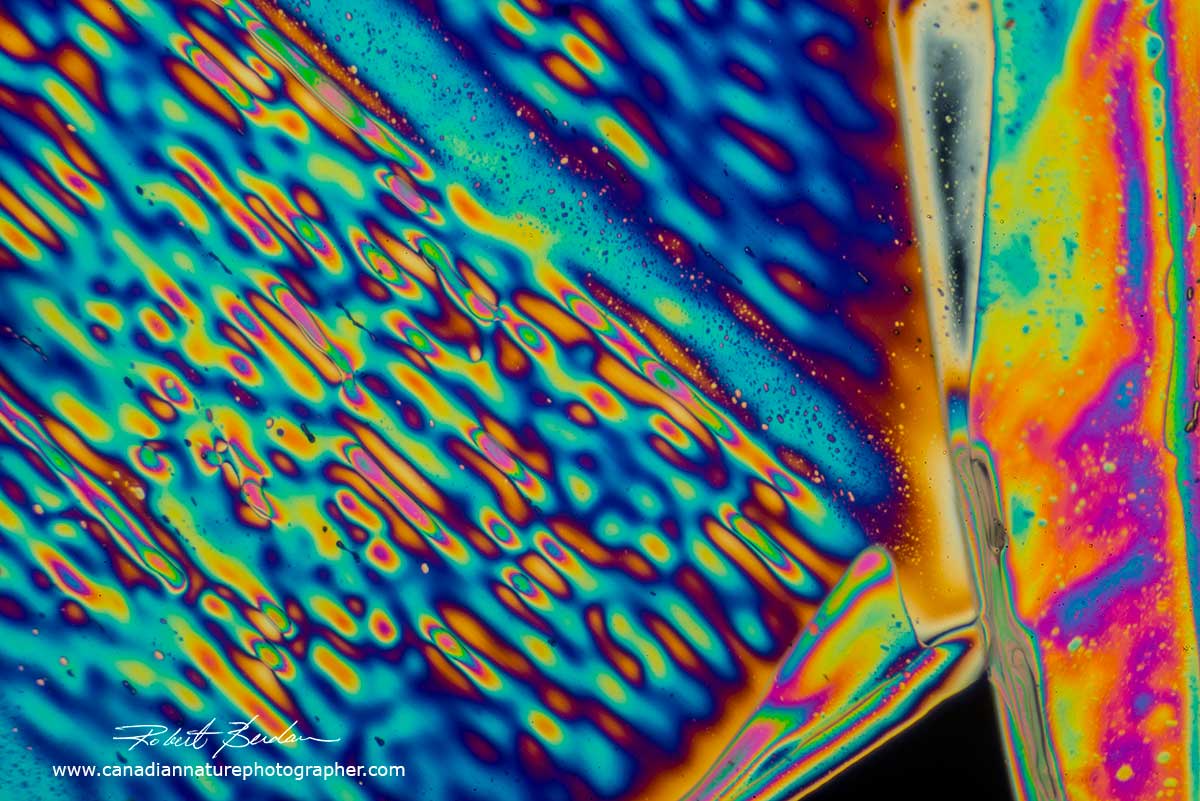 Citric acid crystals by Polarized light microscopy by Robert Berdan 