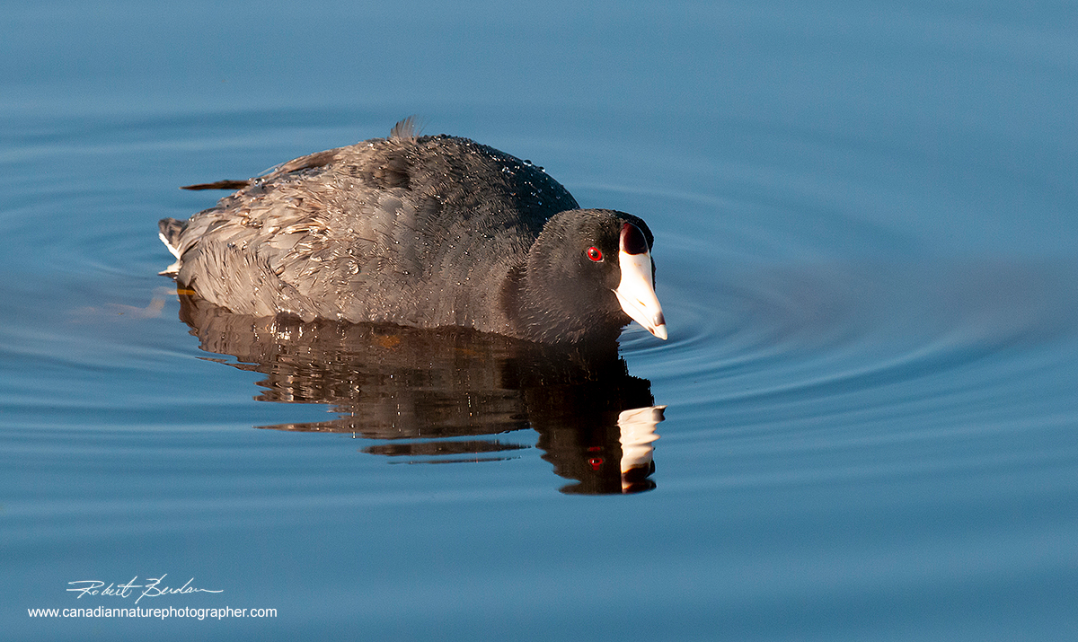 American Coot photographed in a small pond in Beaspaw North West Calgary by Robert Berdan ©