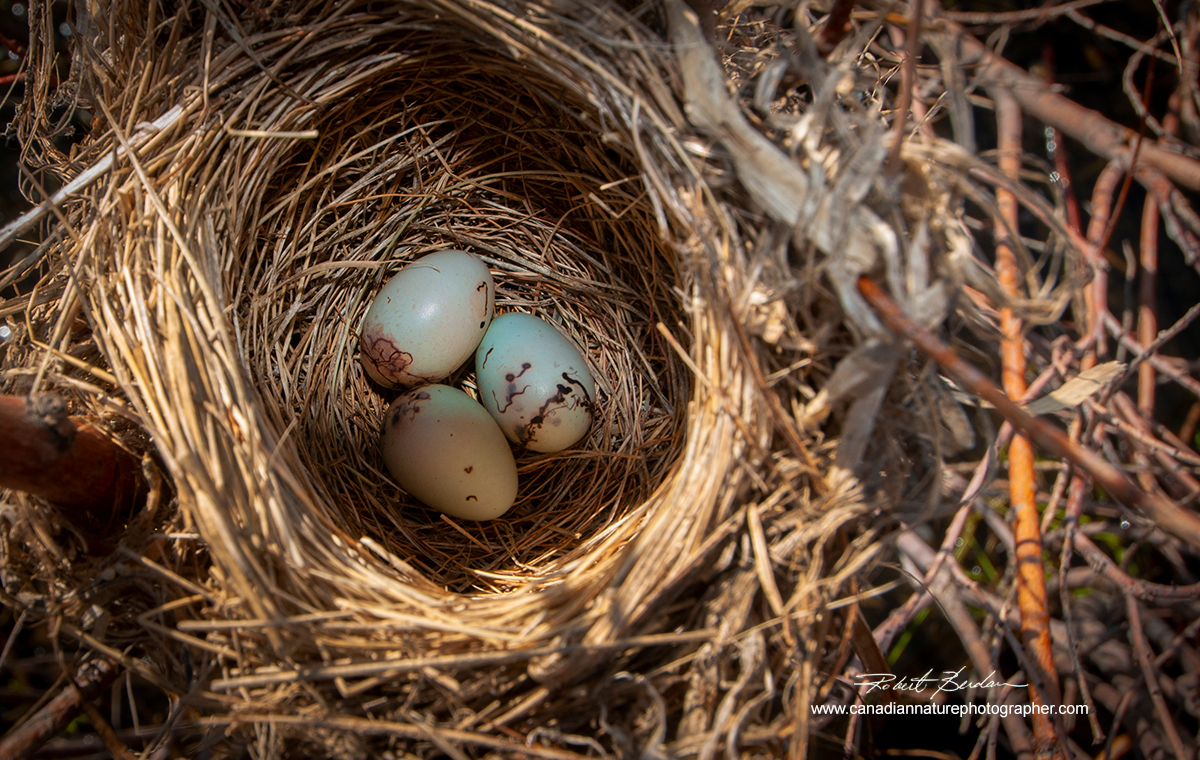 Eggs in a nest found around the edge of marsh east of Calgary by Robert Berdan ©