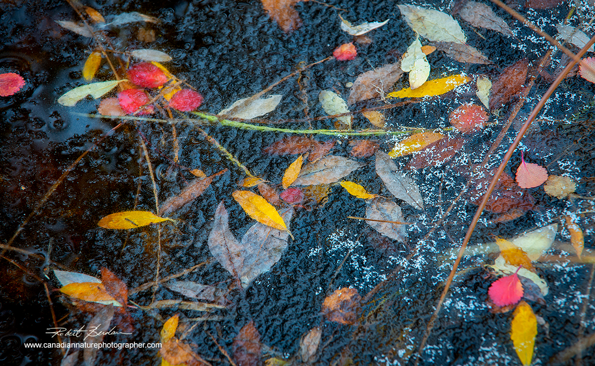 Autumn leaves trapped in ice on small pond Robert Berdan ©