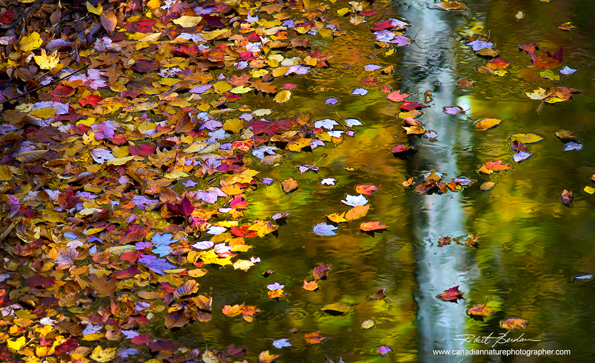 Autumn leaves in a pond, Georgian Bay, Ontario by Robert Berdan ©
