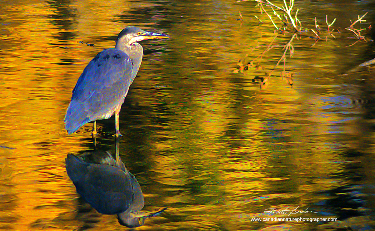 Great blue heron Inglewood bird sanctuary in Calgary Robert Berdan ©