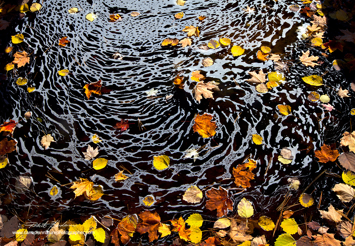 Autumn leaves in pond, Georgian Bay, Ontario Robert Berdan ©