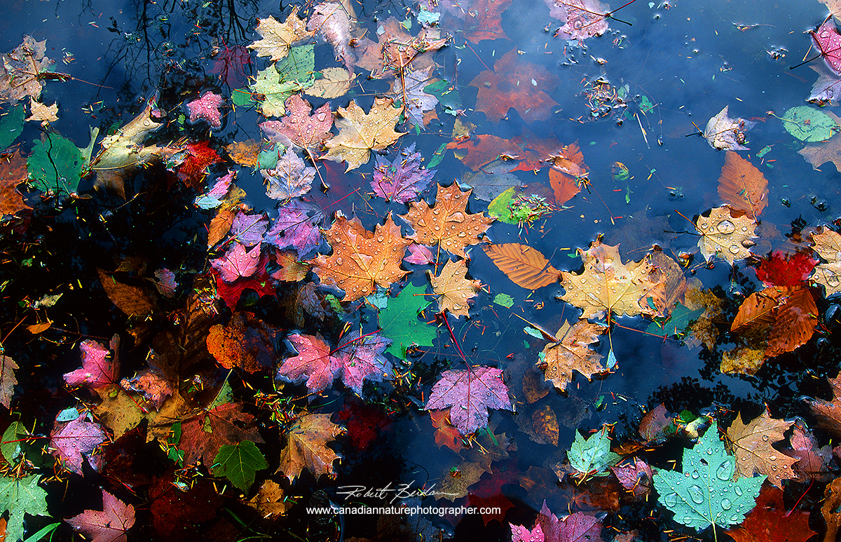 Maple leaves in pond, Georgian Bay, Ontario Robert Berdan ©