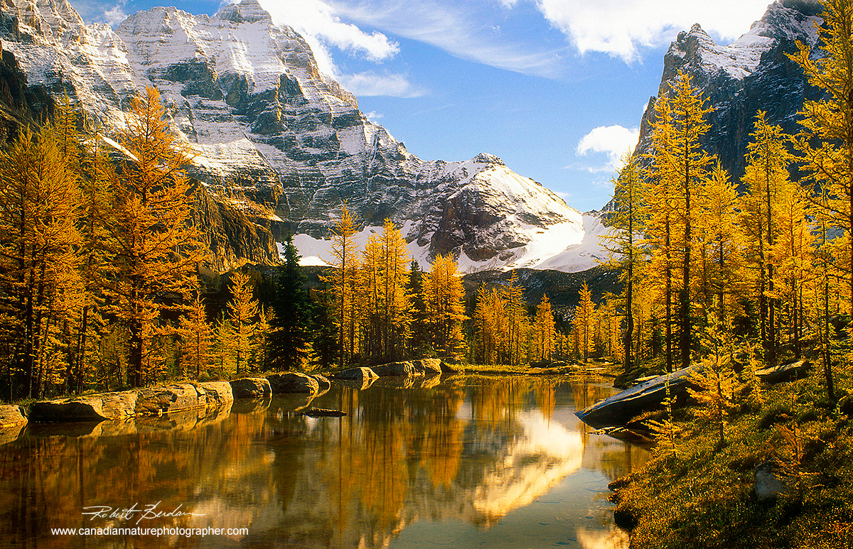 Alpine pond on the Opabin plateau Lake O'hara surrounded by larch trees in autumn by Robert Berdan ©