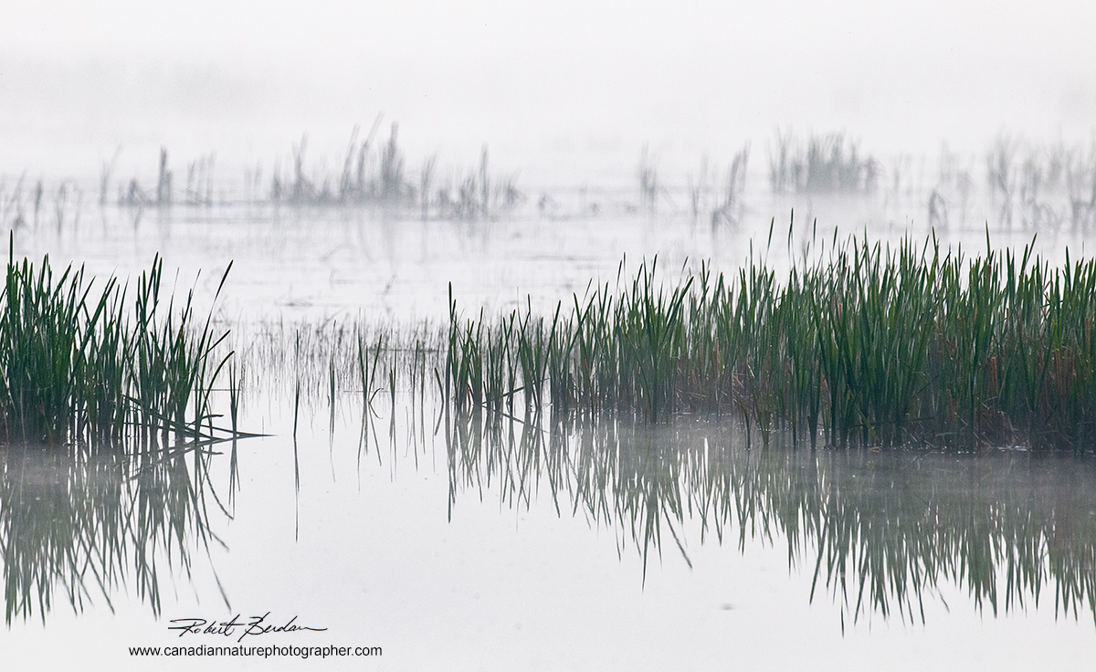 Marsh East of Calgary and North of Chestemere early morning by Robert Berdan ©