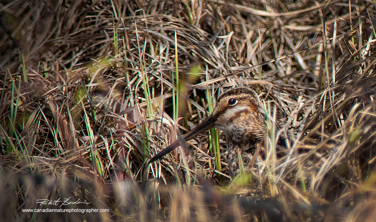 Common snipe hiding in the grass next to a small pond near Bragg Creek Alberta by Robert Berdan ©
