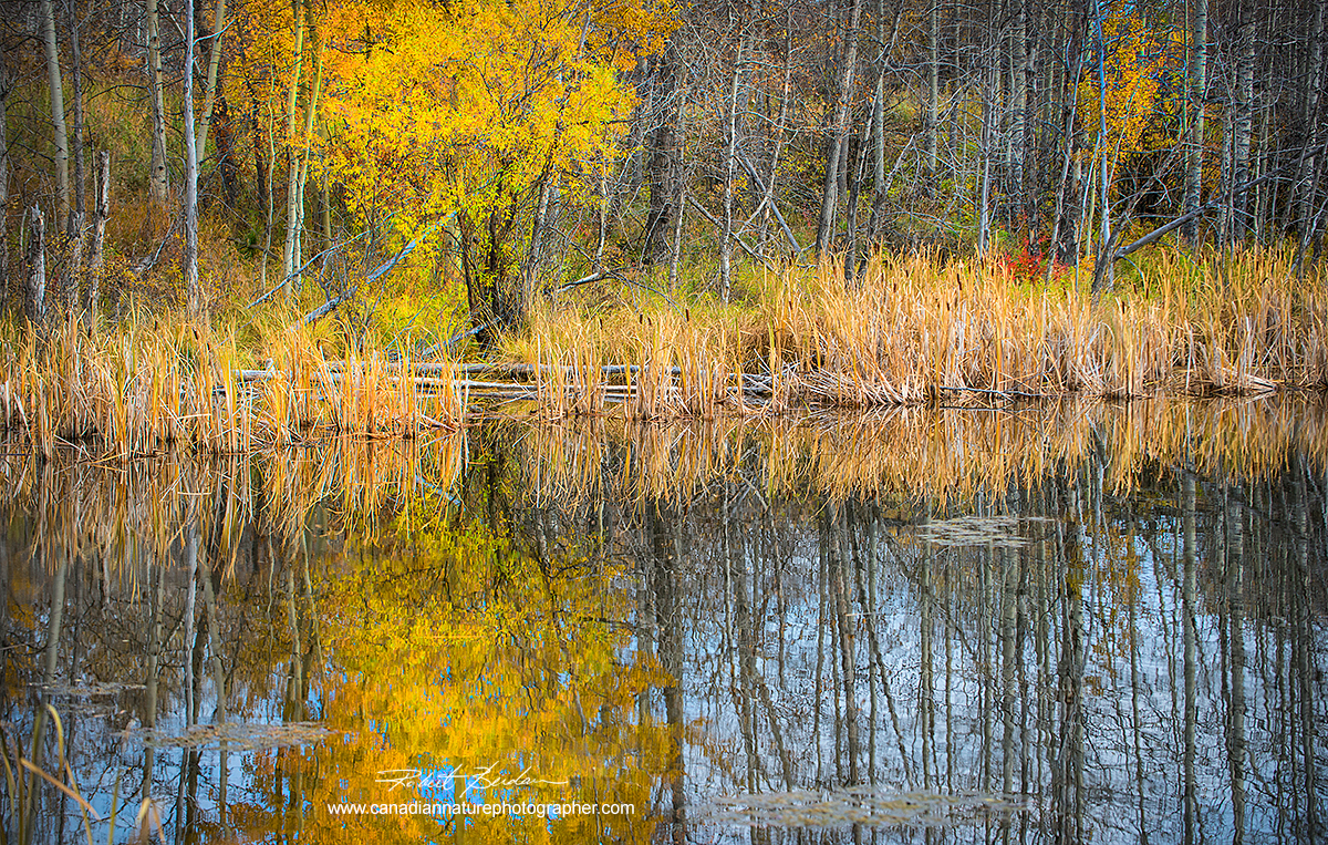 Small pond next to the road in the Bearspaw area of North West Calgary by Robert Berdan ©