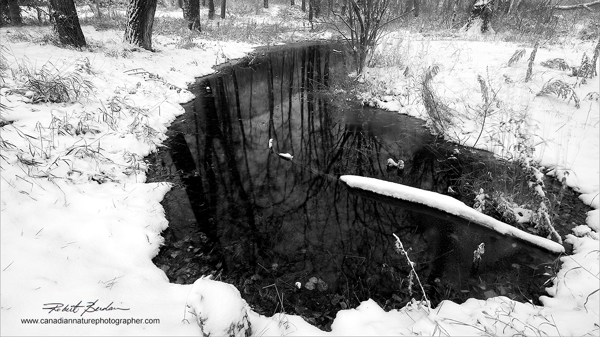 Pond Bowmont Park winter by Robert Berdan 