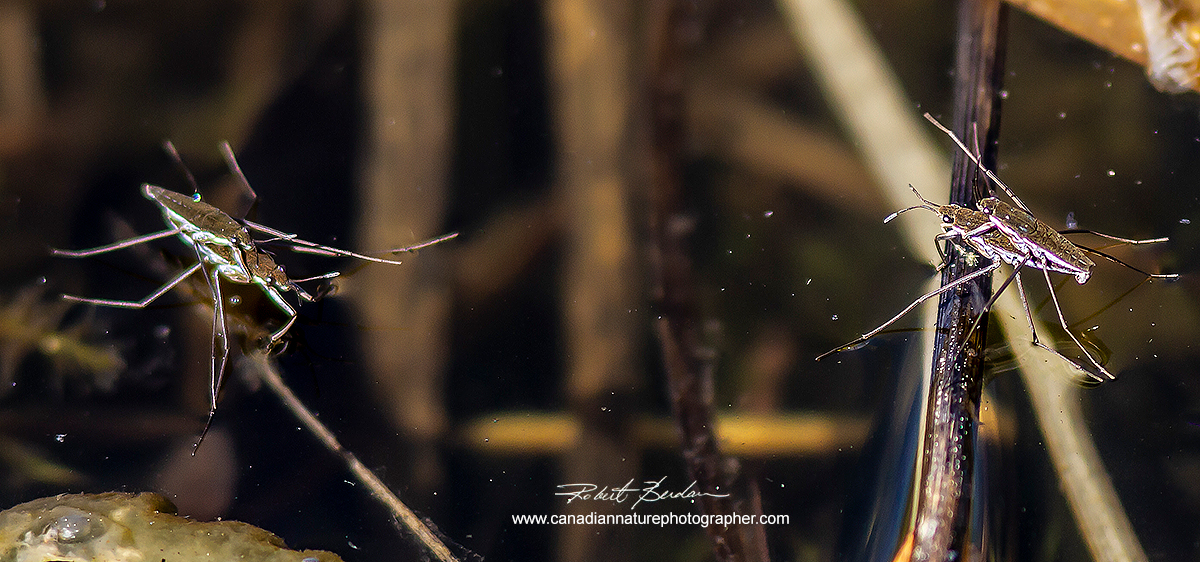 Water striders mating by Robert Berdan ©