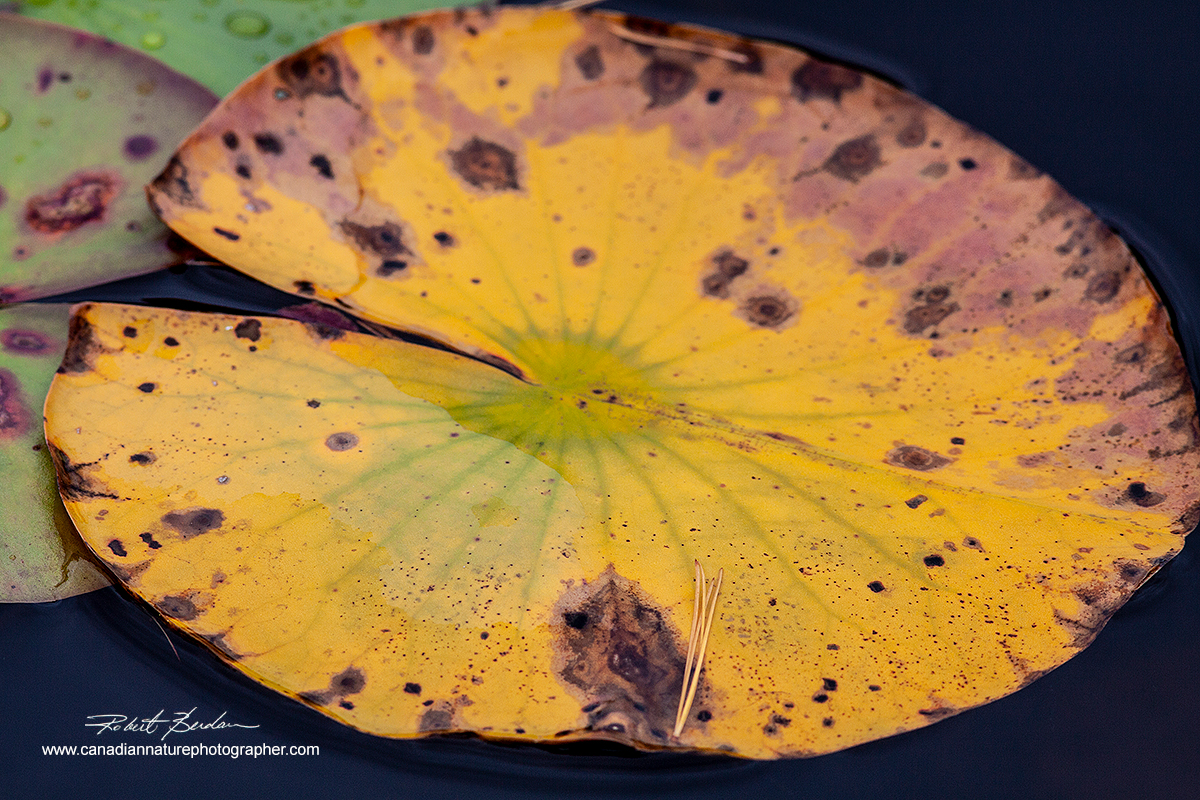 Water lilly leaf by Robert Berdan ©