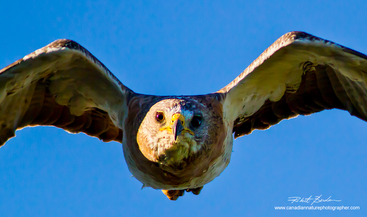 Red-tailed hawk flying toward me by Robert Berdan ©