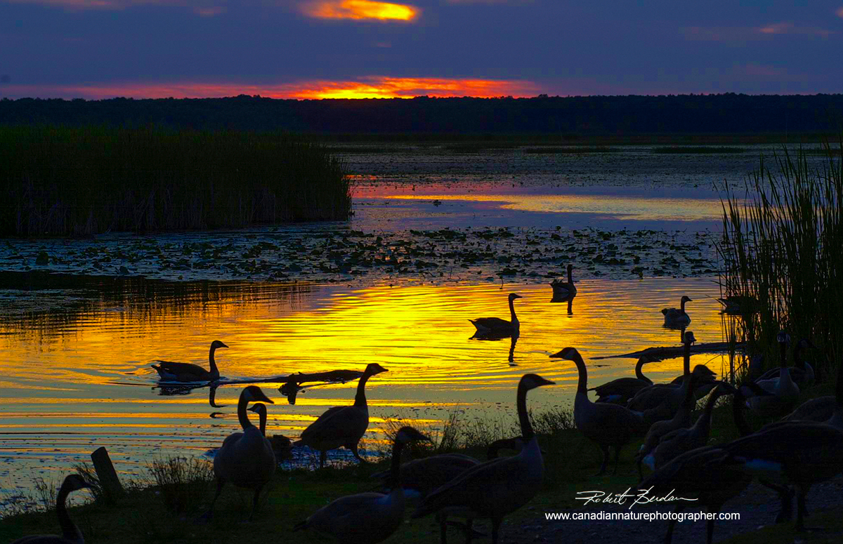 Sunset on Tiny Marsh, Ontario with Canada Geese in the foreground by Robert Berdan ©