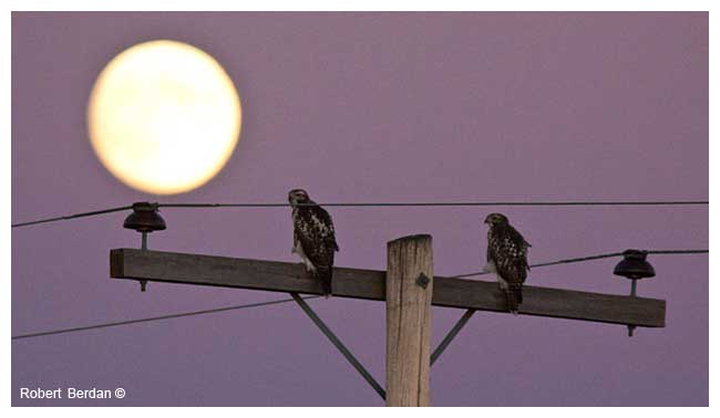 Hawks on post with full moon by Robert Berdan ©