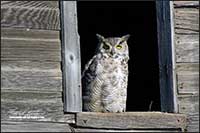 Great Horned owl in Barn window by Robert Berdan