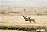 Mule deer on prairie near Mossleigh, Alberta by Robert Berdan