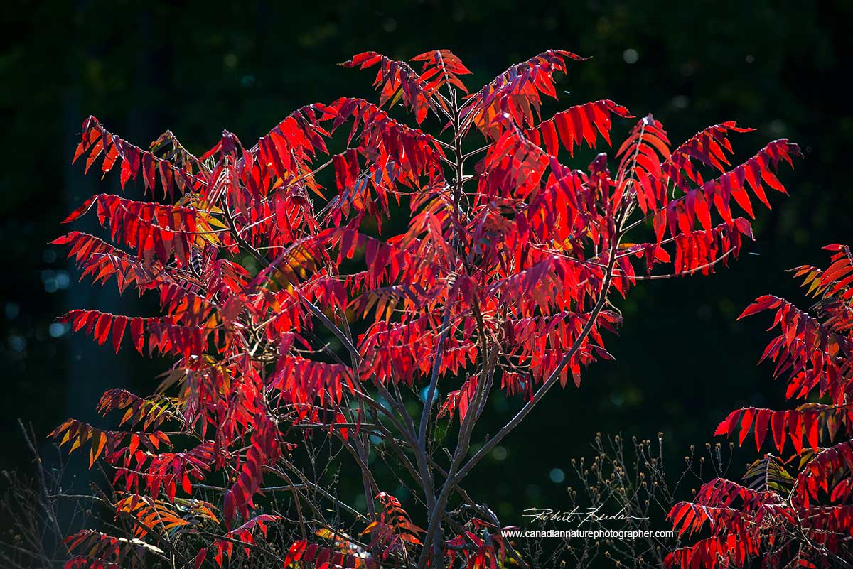 Bright red sumac leaves - Midland Point by Dr. Robert Berdan ©