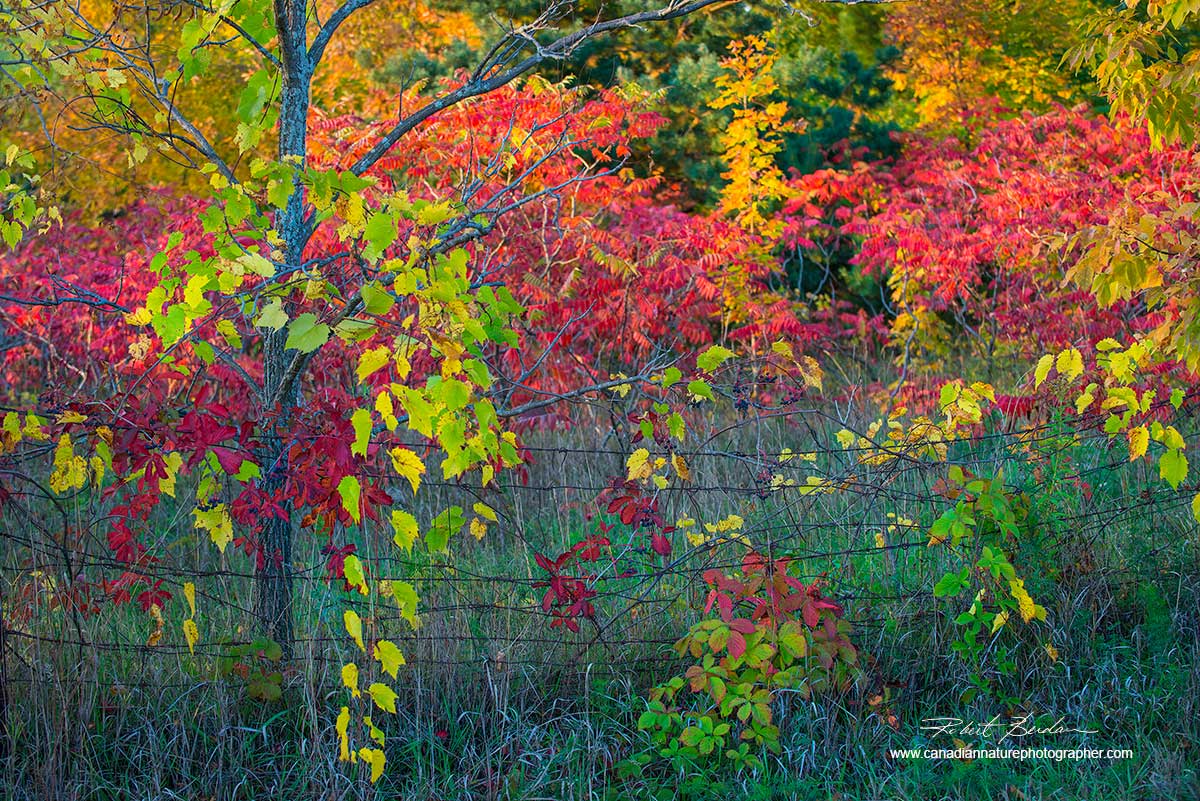Fall colours in Georgian Bay by Dr. Robert Berdan ©