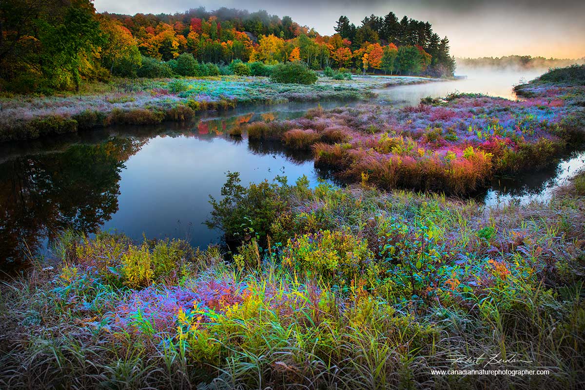 Fall colours in Muskoka by Dr. Robert Berdan ©