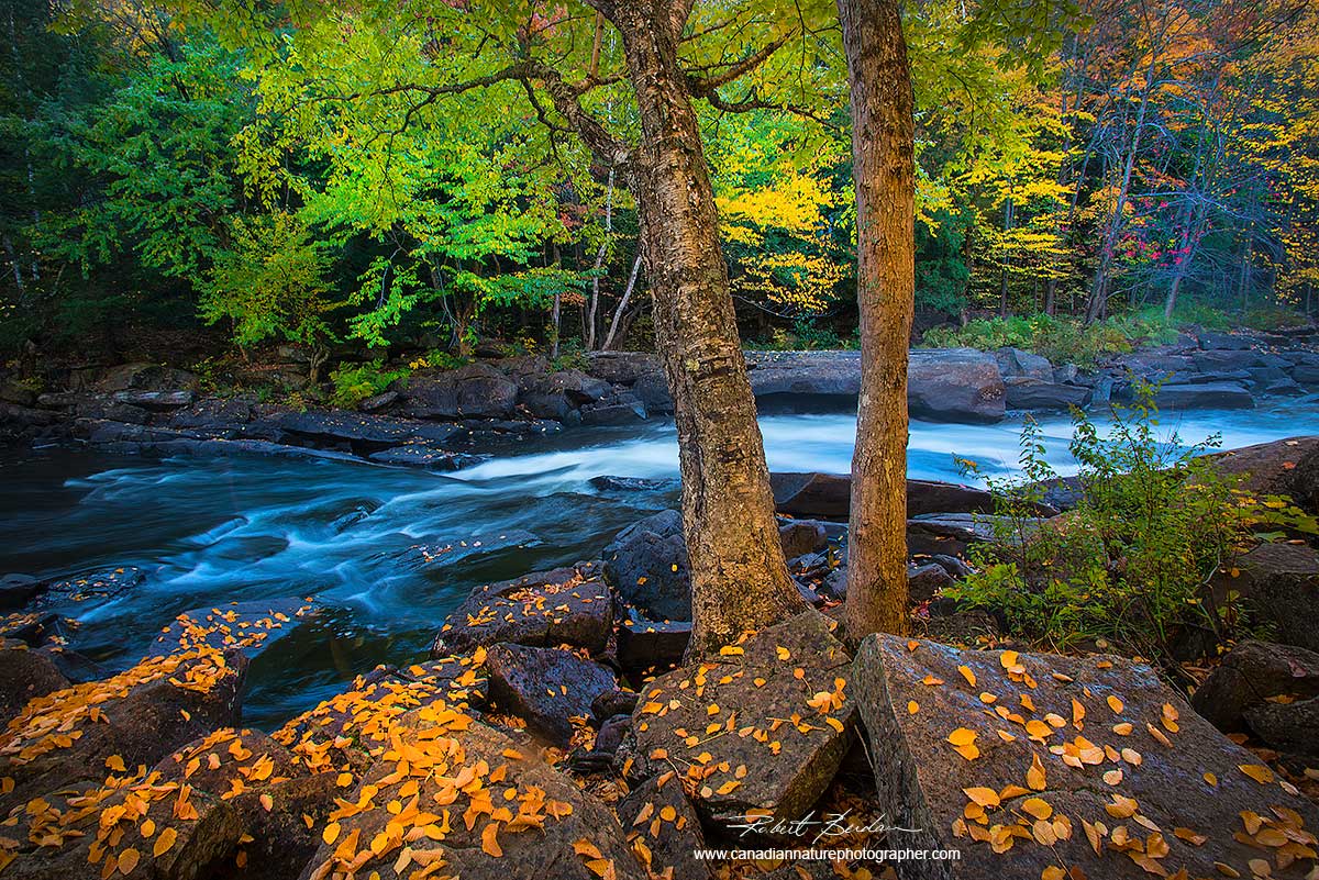 Oxtongue River in Autumn by Dr. Robert Berdan ©