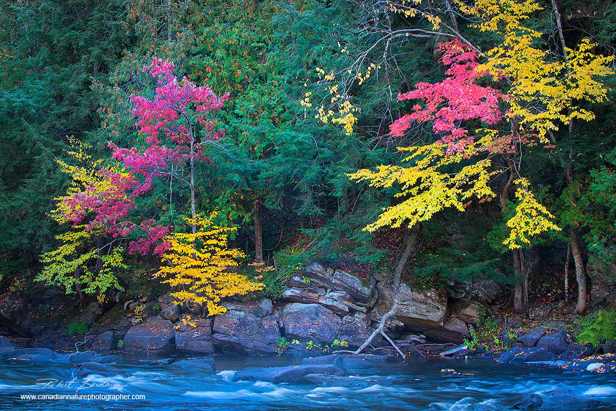 Oxtongue River with autumn colours by Dr. Robert Berdan ©