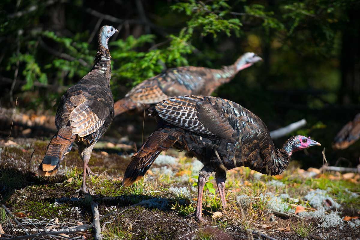 Wild Turkeys along the road in Muskoka photographed on Thanksgiving Day by Dr. Robert Berdan ©
