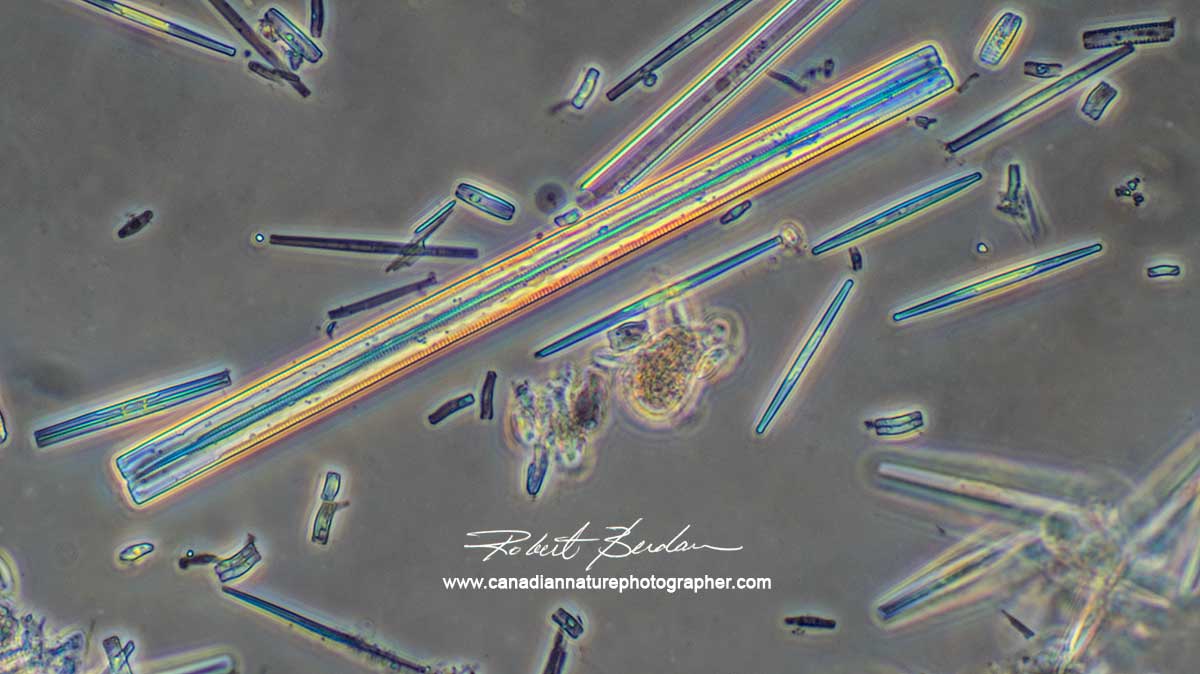 Diatoms by Robert Berdan ©